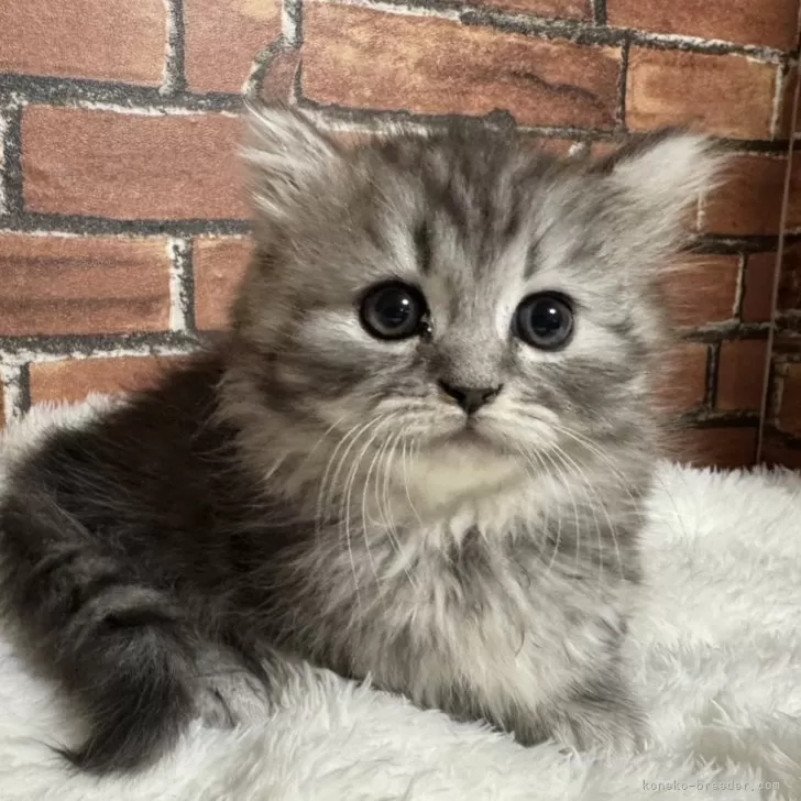 ID：2501-02249の子猫