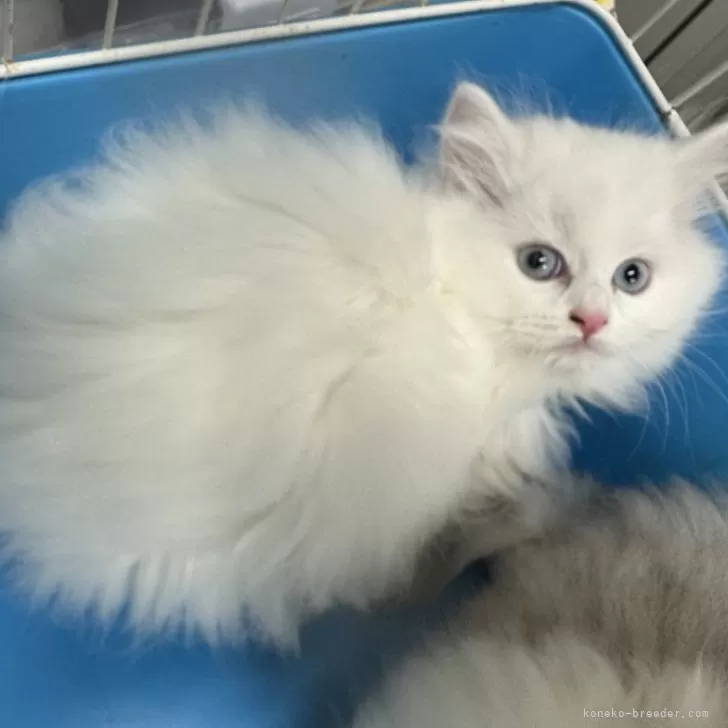 ID:2412-02540の子猫