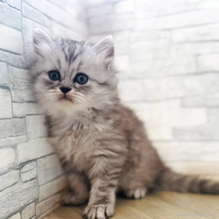 ID：2505-00594の子猫