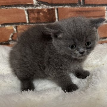 ブリティッシュショートヘア【大阪府・女の子・2025年2月2日・ブルー（短毛）】の写真「丸顔でやんちゃな子です」