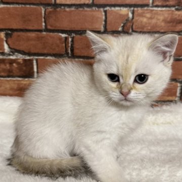 ブリティッシュショートヘア【大阪府・男の子・2025年2月4日・ブラックゴールデンポイント（短毛で柔らかい）】の写真「ブリティッシュではめちゃくちゃ珍しい色です。」