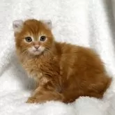 アメリカンカール