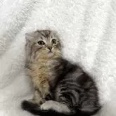 アメリカンカール【大阪府・男の子・2025年9月20日・シルバータビー】の写真1