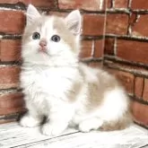 マンチカン(短足)【大阪府・男の子・2025年3月7日・クリーム&ホワイト】の写真1