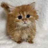 マンチカン(短足)