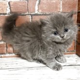 ブリティッシュロングヘア