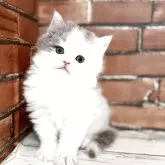 ブリティッシュロングヘア