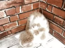 マンチカン(短足)【大阪府・男の子・2025年3月7日・クリーム&ホワイト】の写真2