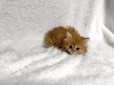 マンチカン(短足)【大阪府・男の子・2025年9月12日・レッドタビー】の写真2