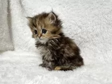 マンチカン(長足)【大阪府・女の子・2025年9月18日・ブラウン】の写真2