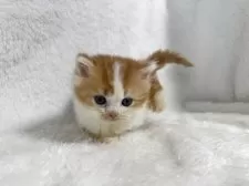 マンチカン(短足)【大阪府・男の子・2025年9月18日・レッドホワイト】の写真3