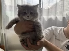 ラガマフィン【大阪府・女の子・2025年2月15日・ブルータビー】の写真3