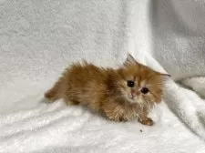 マンチカン(短足)【大阪府・男の子・2025年9月12日・レッドタビー】の写真3