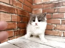 ブリティッシュロングヘア【大阪府・男の子・2025年10月25日・ブルーホワイト】の写真5