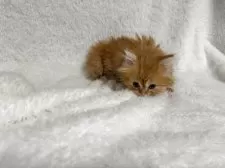 マンチカン(短足)【大阪府・男の子・2025年9月12日・レッドタビー】の写真5