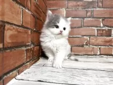 ブリティッシュロングヘア【大阪府・男の子・2025年10月25日・ブルーホワイト】の写真5