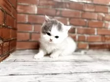 ブリティッシュロングヘア【大阪府・男の子・2025年10月25日・ブルーホワイト】の写真6