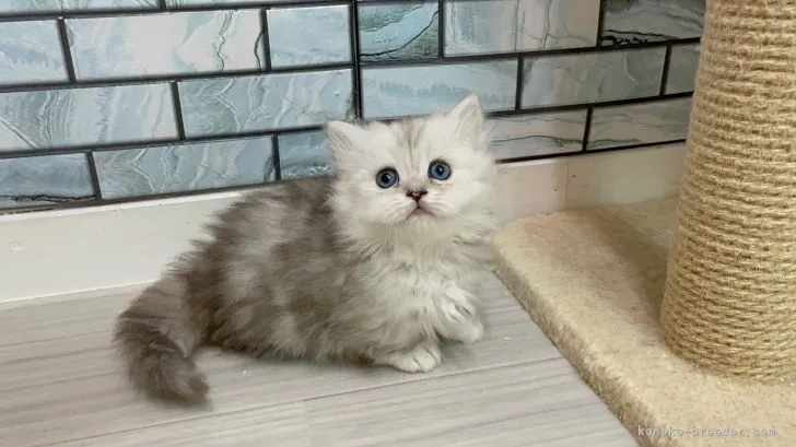 ひらいゆ 様のお迎えした子猫