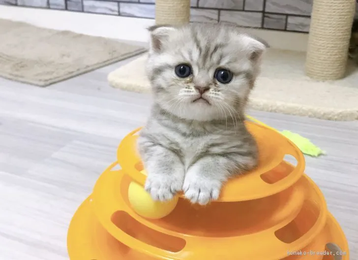 ID:2003-01034の子猫