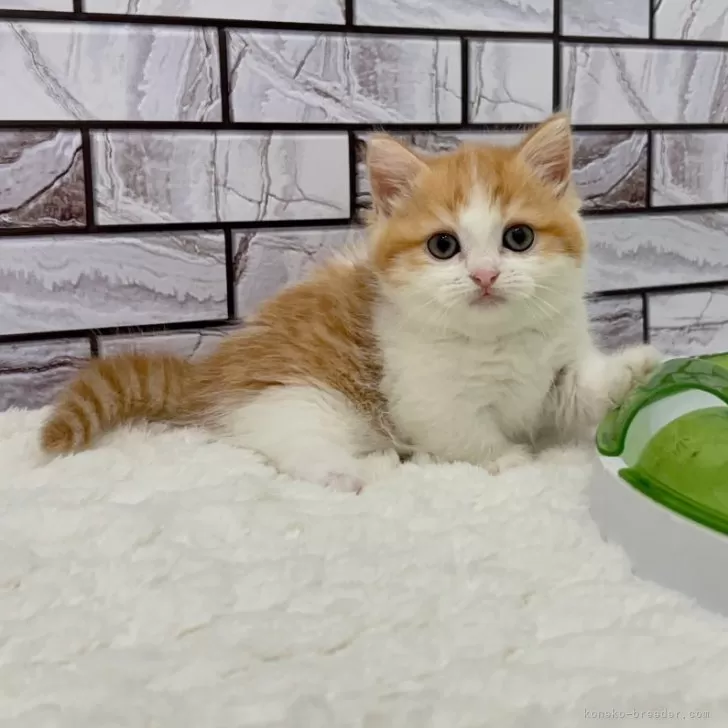 ID：2410-02909の子猫