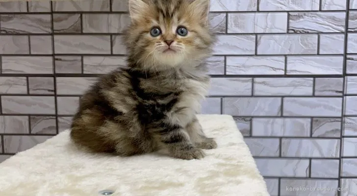 Y.Y 様のお迎えした子猫