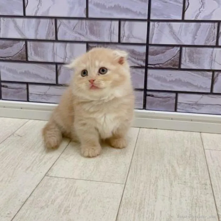 ID：2212-02410の子猫