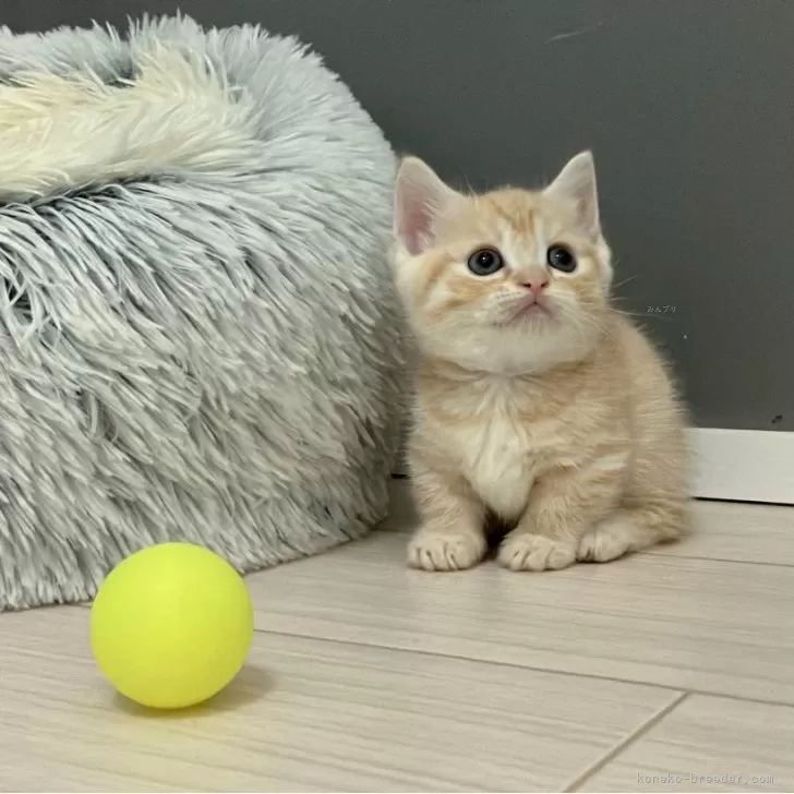 ID：2410-01440の子猫