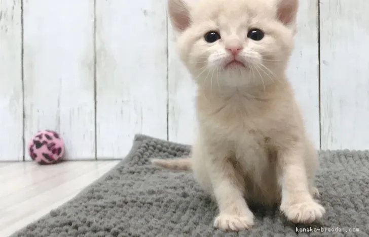 るり 様のお迎えした子猫