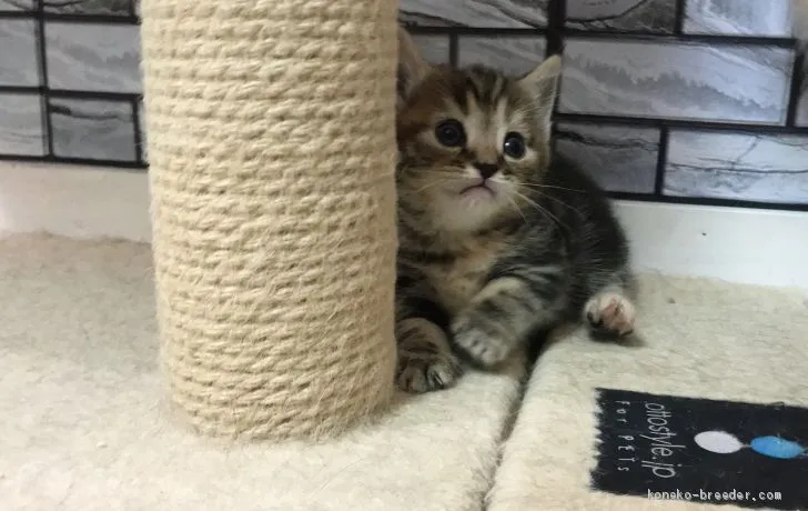 ID：2010-01285の子猫