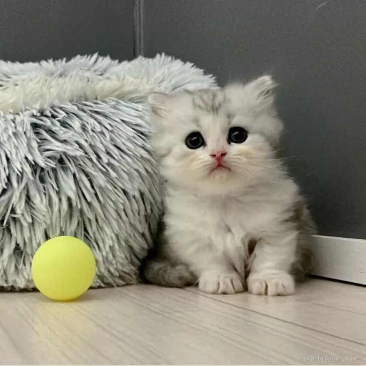 ID：2410-02470の子猫