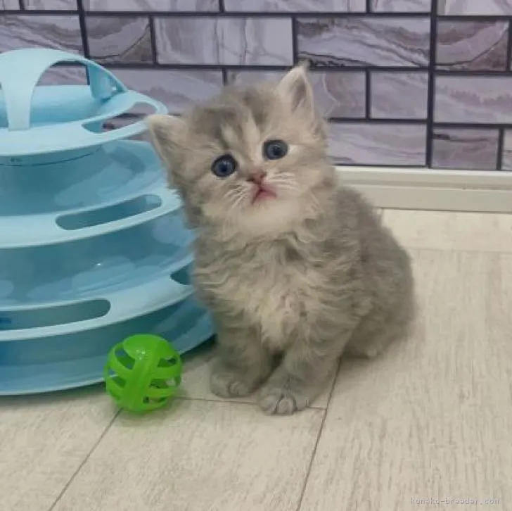 ID:2302-01647の子猫