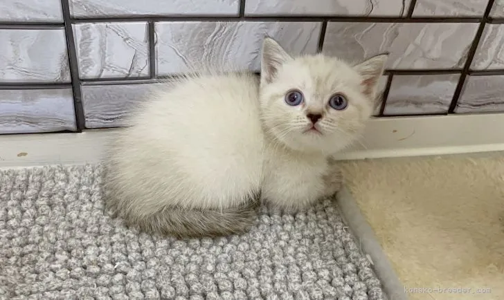 ID：2108-00323の子猫