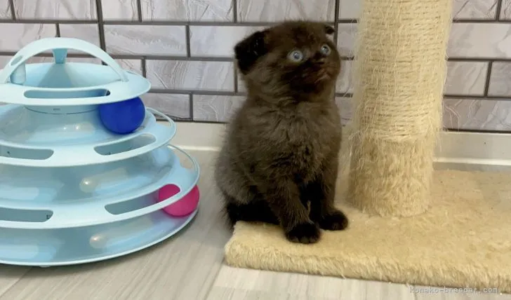 ID：2109-01285の子猫