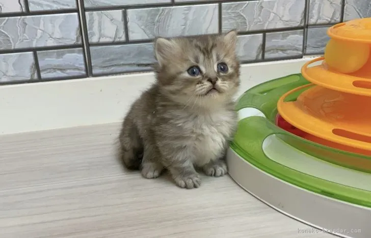 ID：2104-02271の子猫