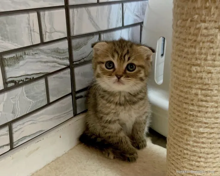 ID：2104-02523の子猫