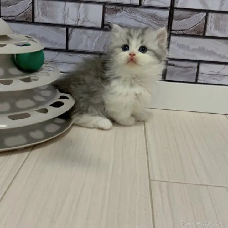 ID:2307-00494の子猫