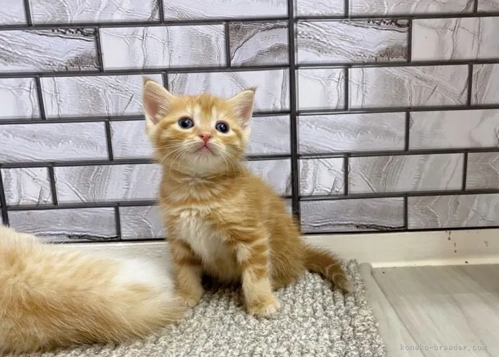 なお 様のお迎えした子猫