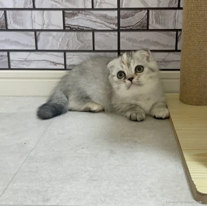 ID:2302-01831の子猫