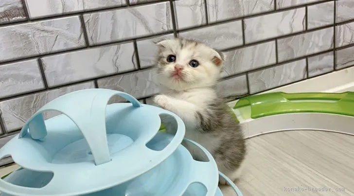 ID：2110-00402の子猫