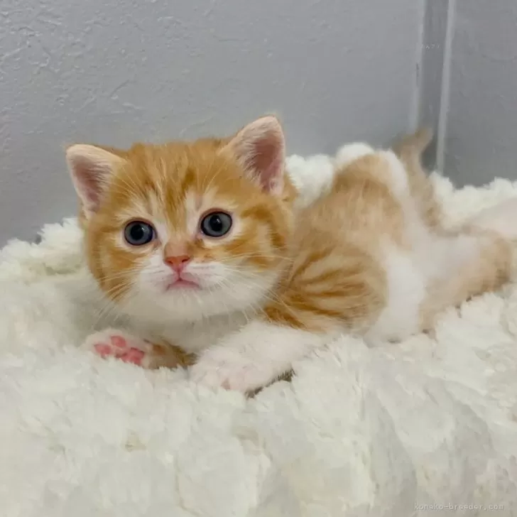 ID:2410-00061の子猫