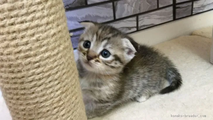 T.N 様のお迎えした子猫