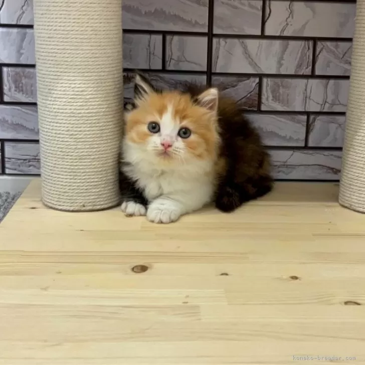 ID:2407-02365の子猫