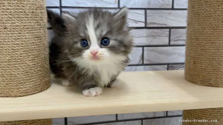 ID:2203-01210の子猫