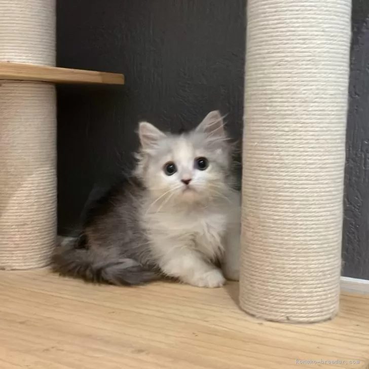 ID:2407-01138の子猫