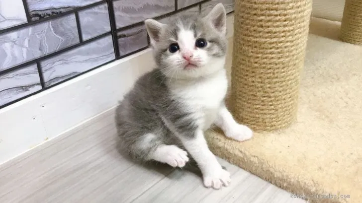 ID:1910-00392の子猫