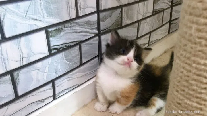 ID:2009-01858の子猫