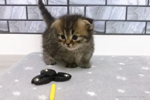 ID：2003-00067の子猫