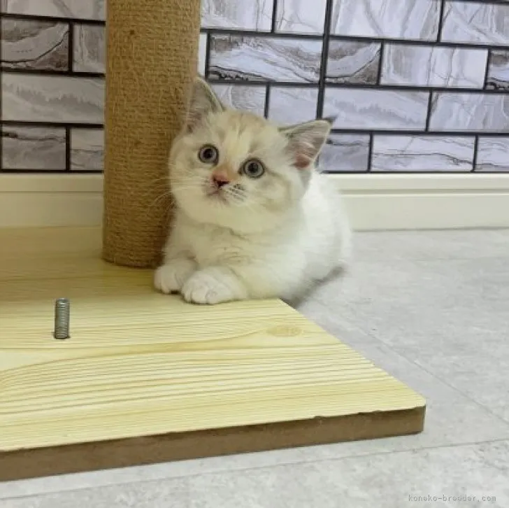 ID：2304-02684の子猫