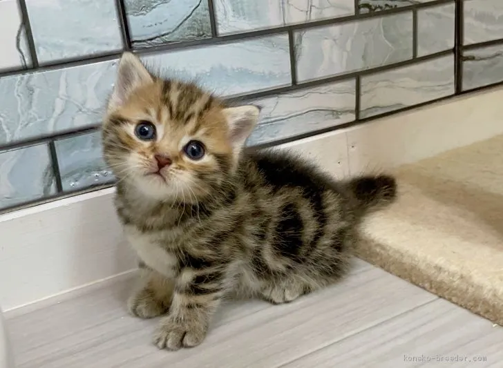 Ｍ.Ｓ 様のお迎えした子猫