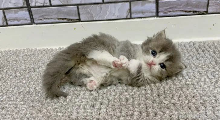 ID:2112-01880の子猫
